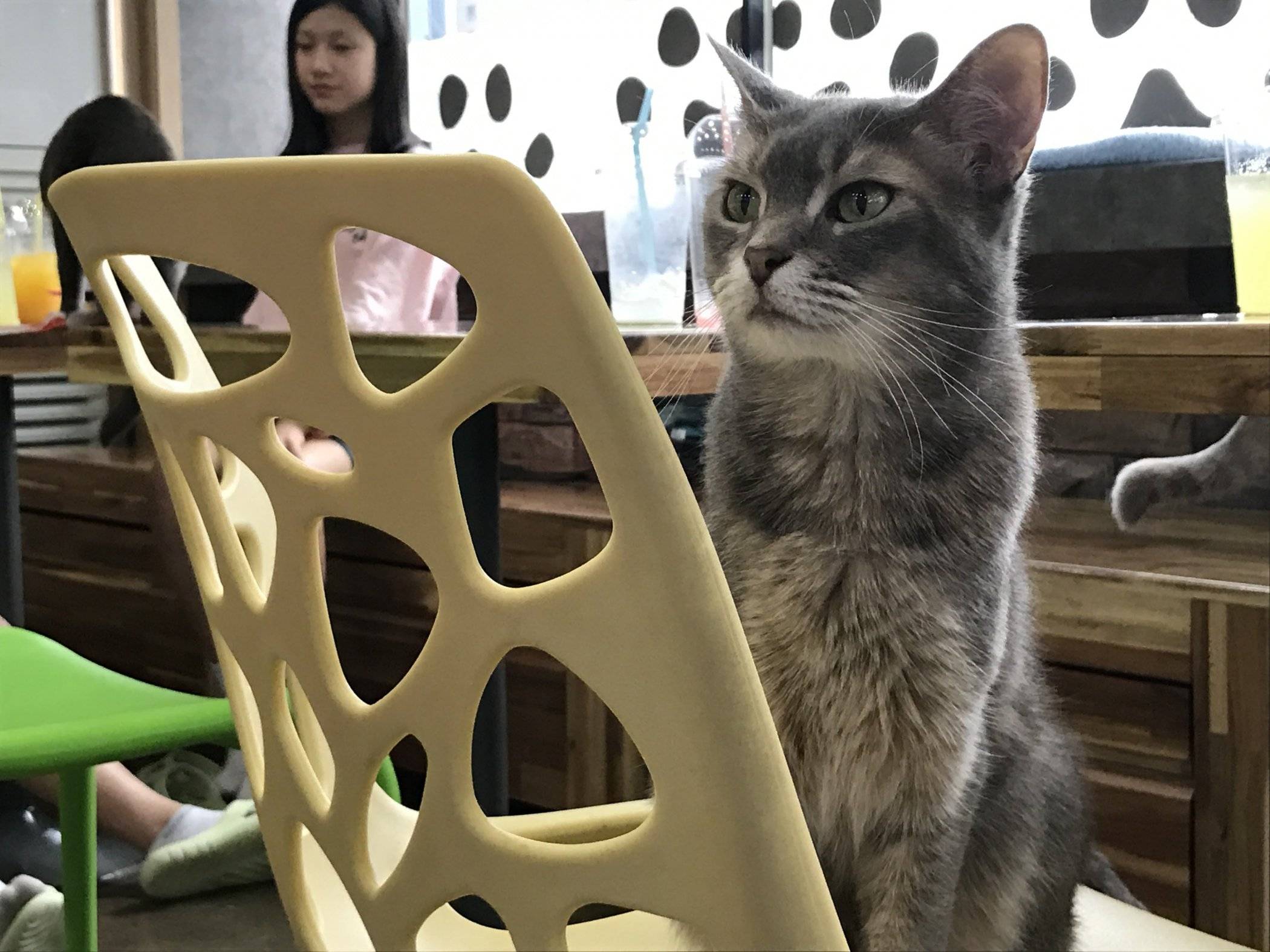 Visiting Tom's Cat Cafe in Seoul