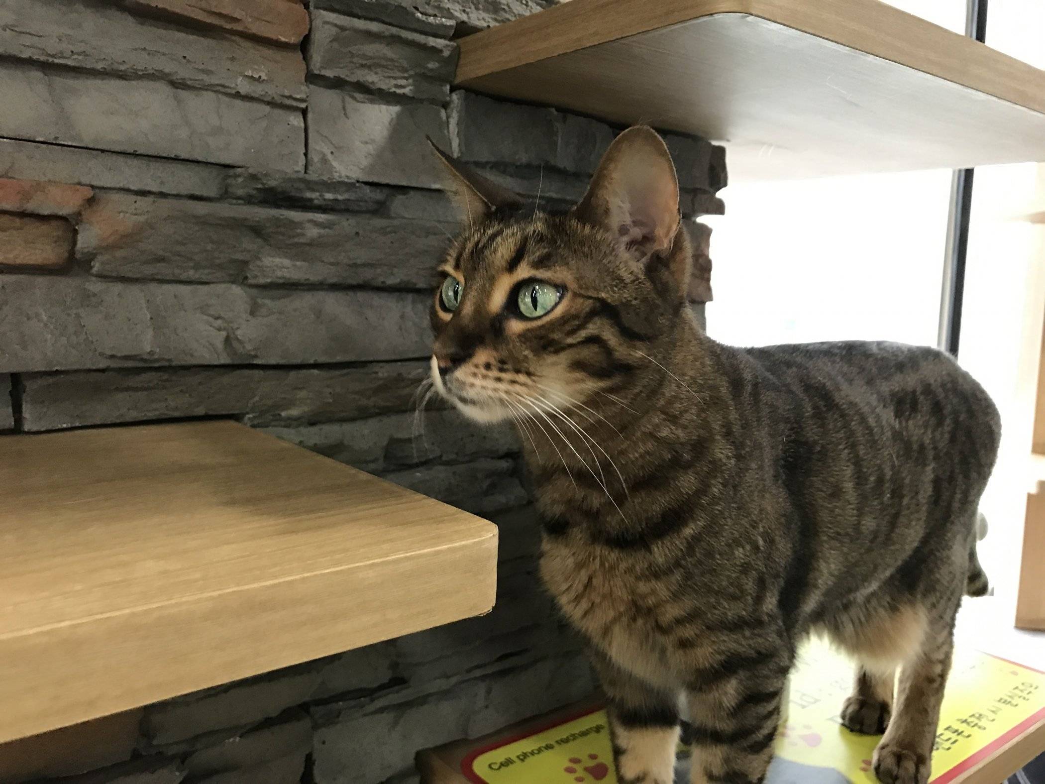 Visiting Tom's Cat Cafe in Seoul