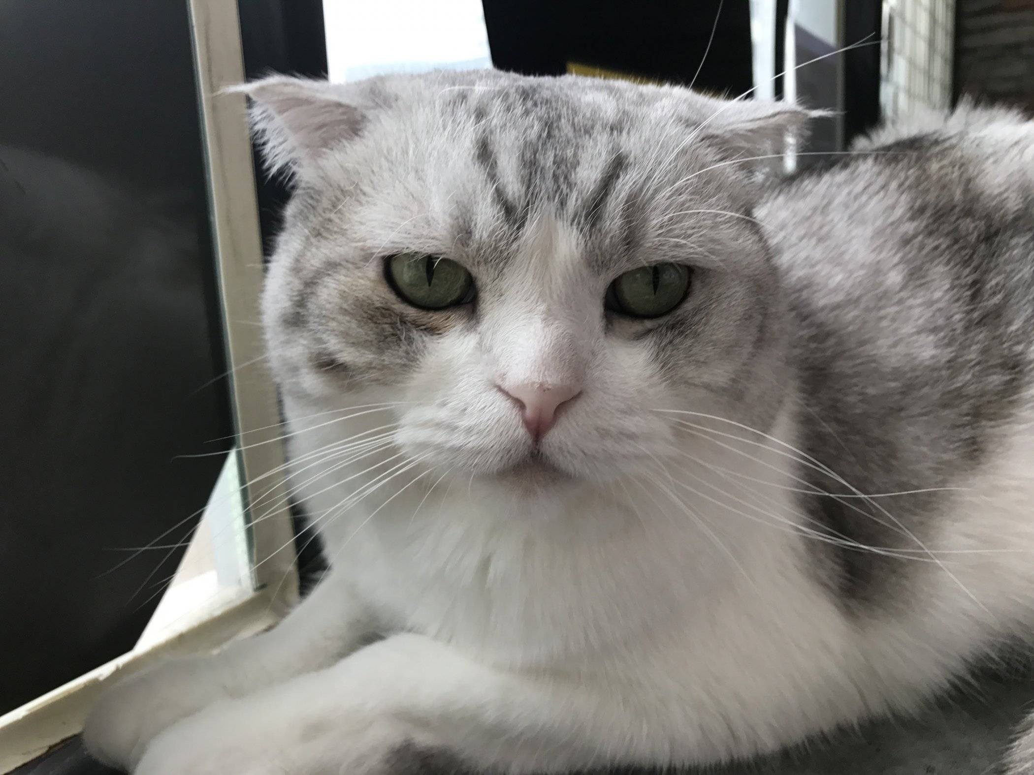 Visiting Tom's Cat Cafe in Seoul