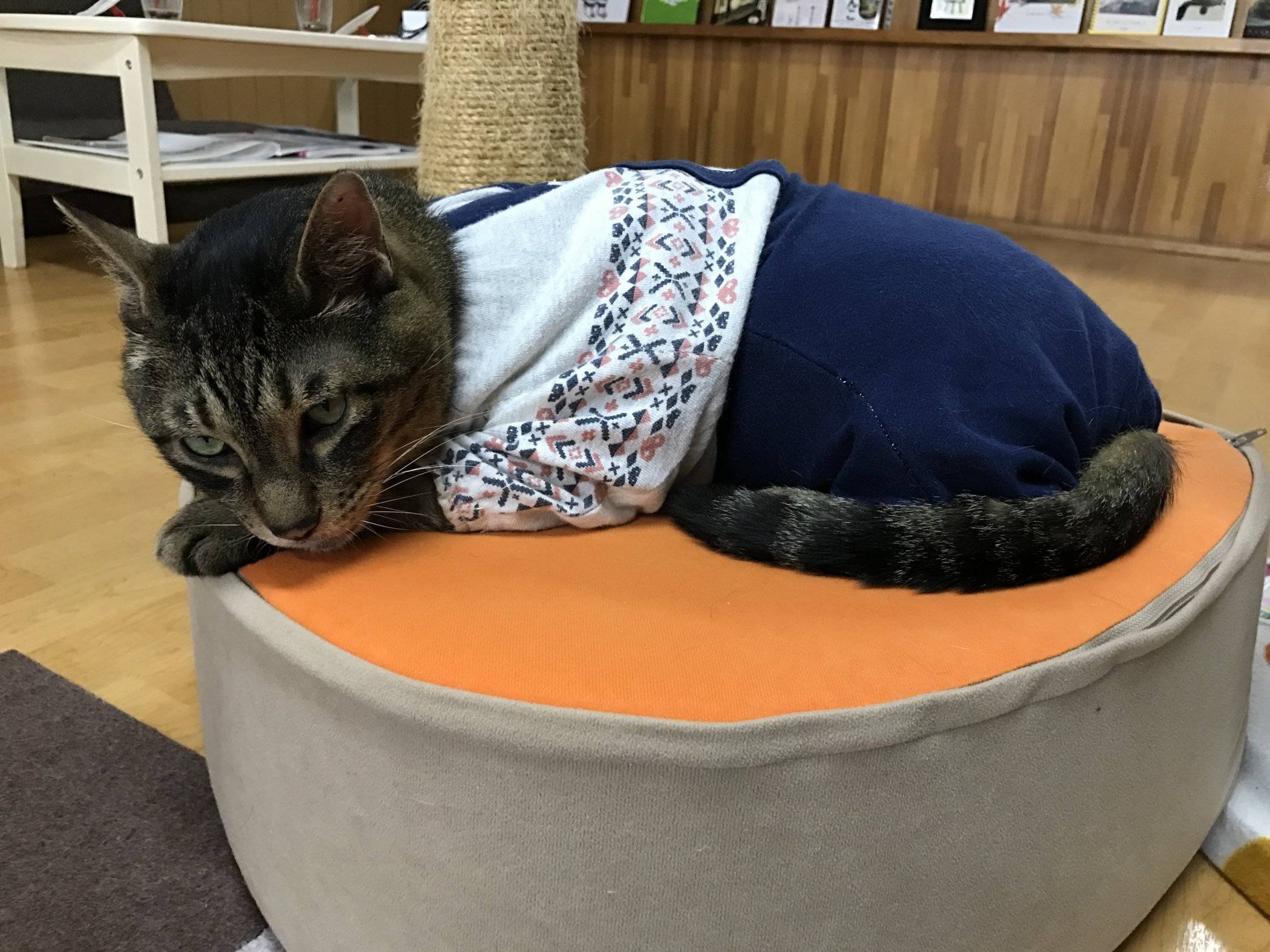 The Four Best Cat Cafes in Kyoto — The Neighbor's Cat