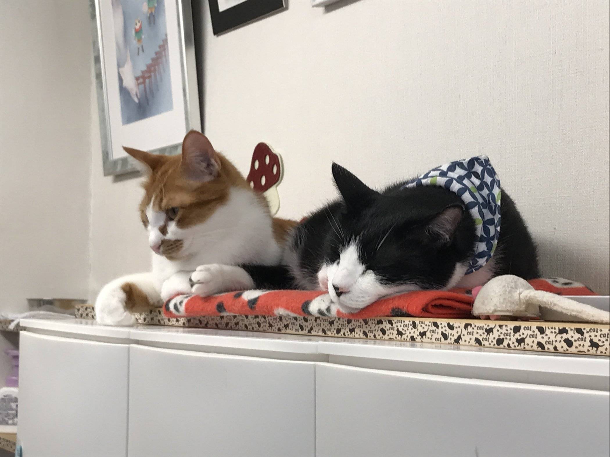 The Four Best Cat Cafes in Kyoto — The Neighbor's Cat