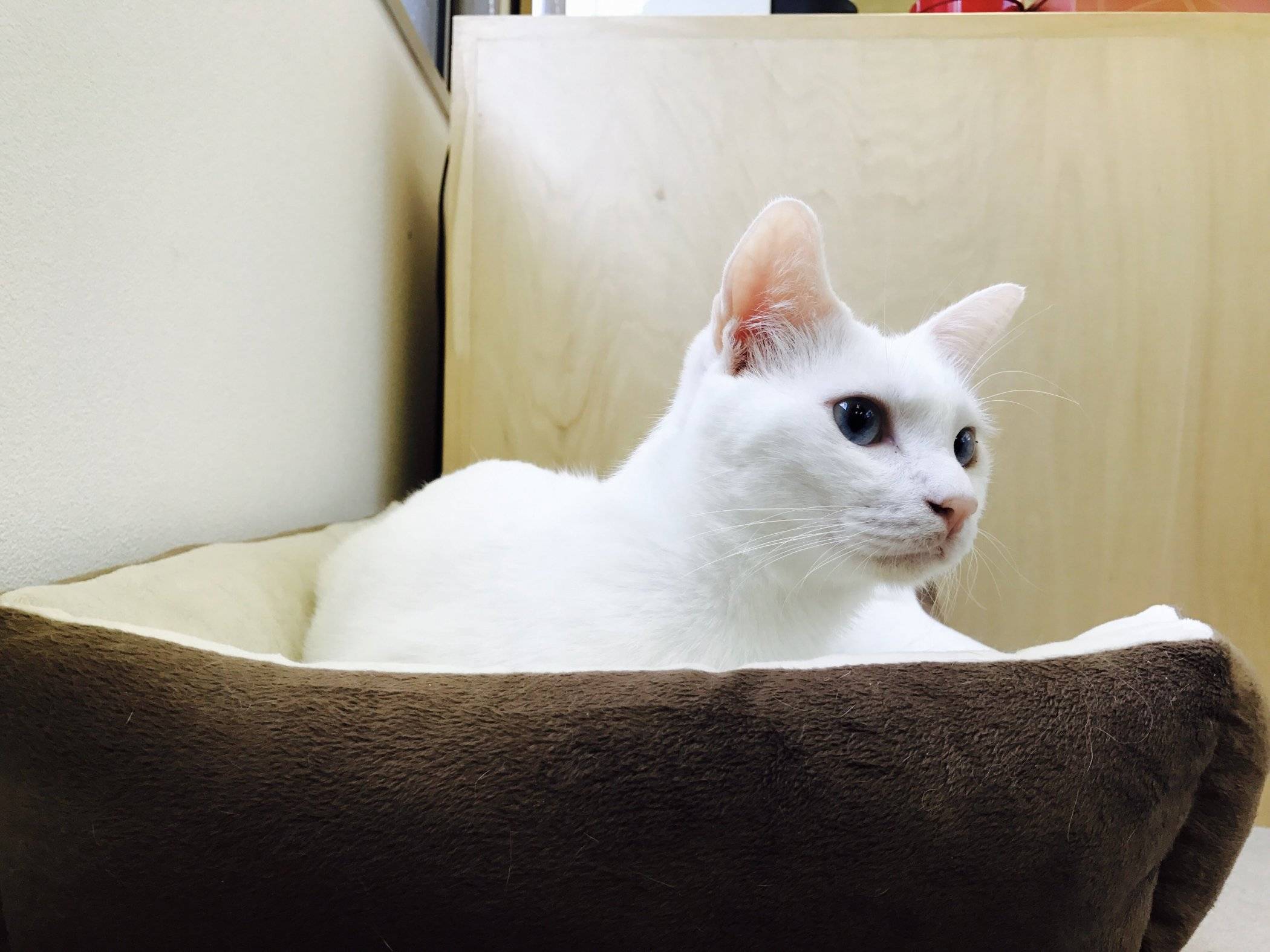 The Four Best Cat Cafes in Kyoto — The Neighbor's Cat