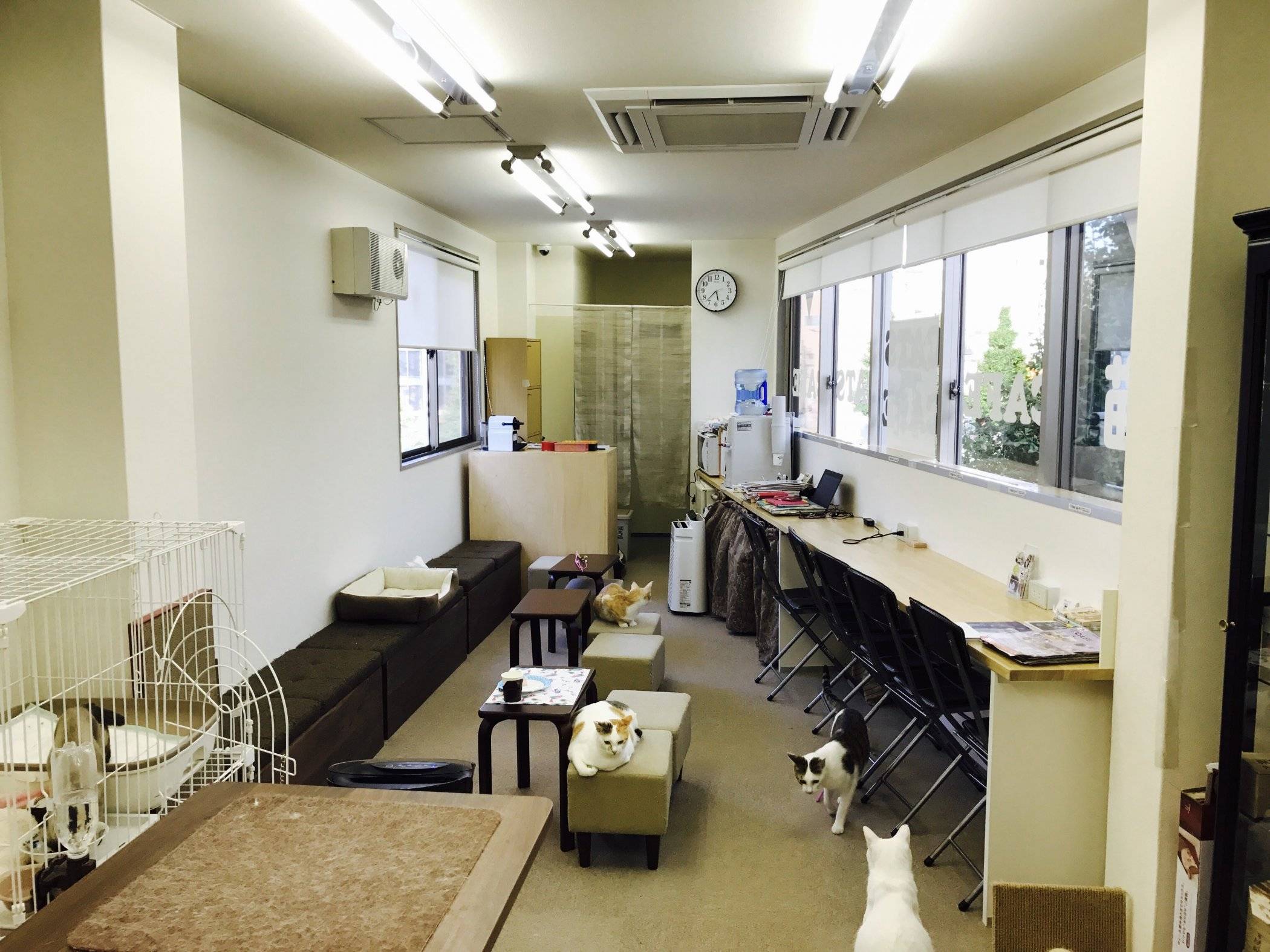 The Four Best Cat Cafes in Kyoto — The Neighbor's Cat