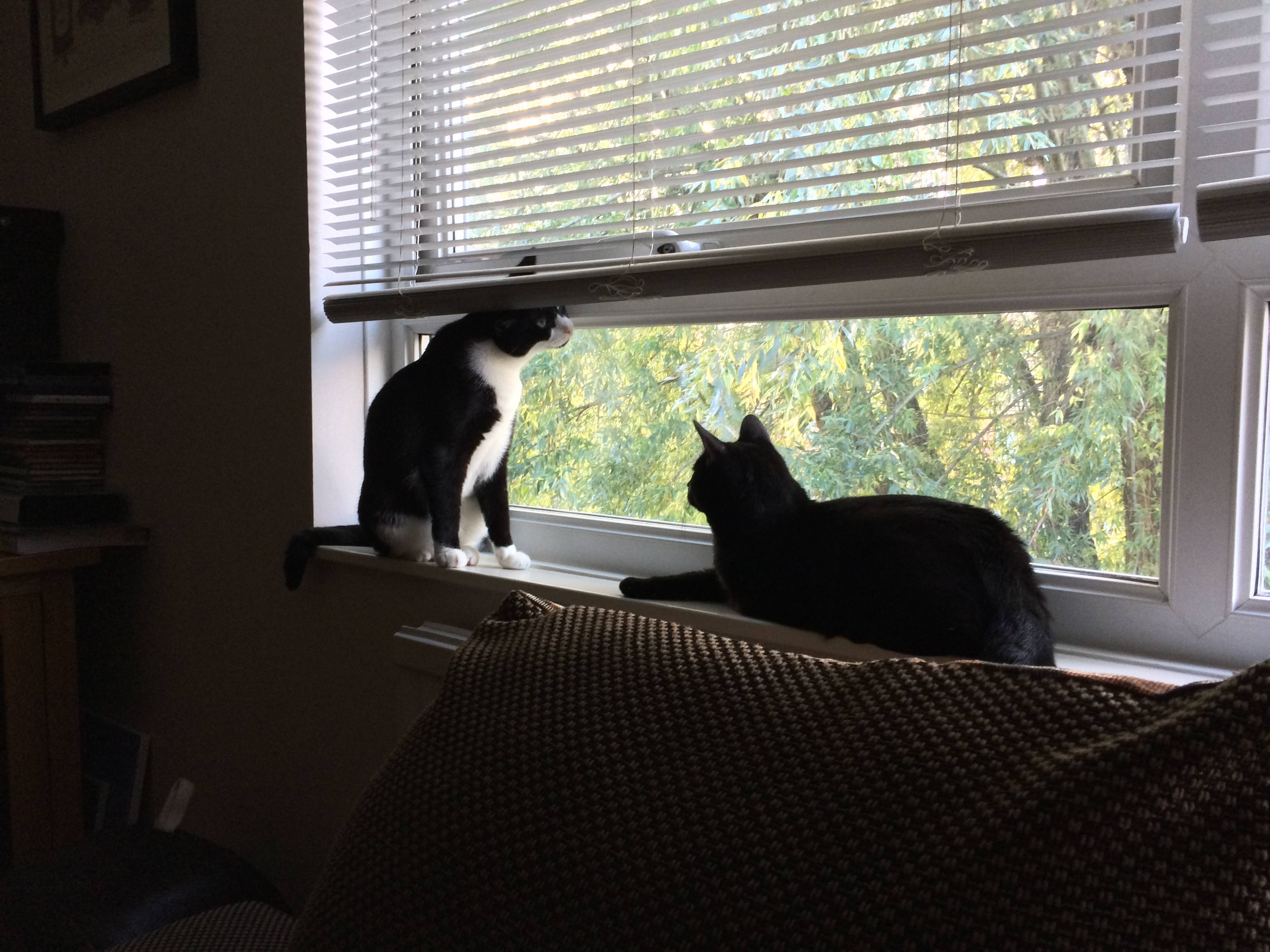 Oliver & Nubia at the window