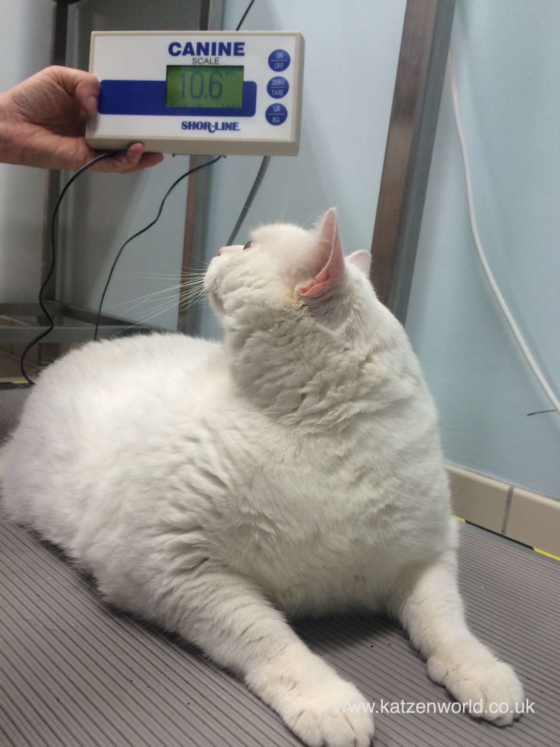 Guy is now on a diet and exercise plan with PDSA