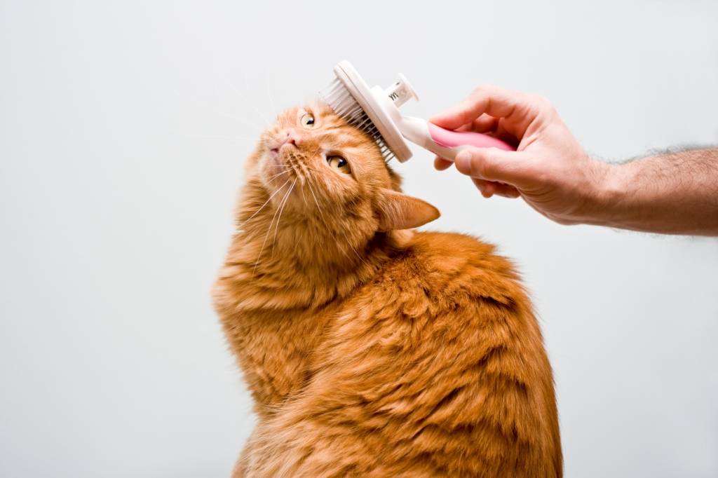 Tips Advice The Importance Of Cat Grooming Katzenworld