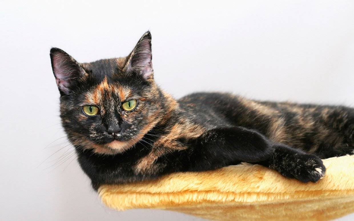 tortishell-cats-same-as-calico-ftr