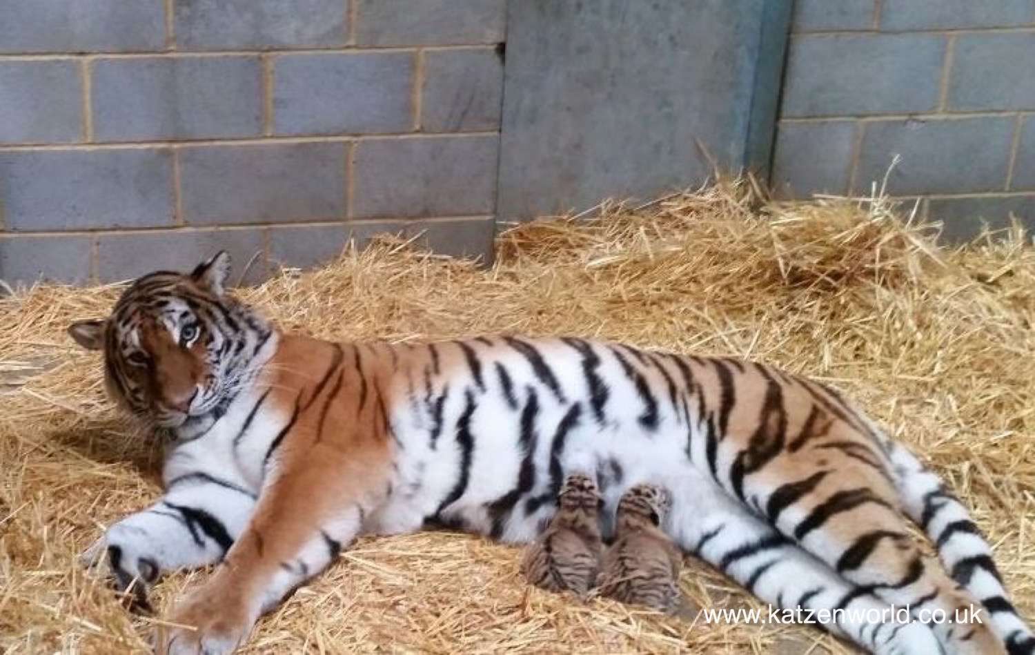 Mews: Amur Tiger Cubs In Woburn Safari Park! - Katzenworld