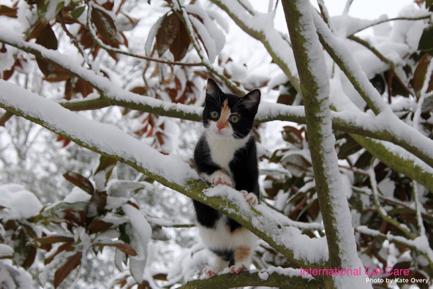 cat in snow