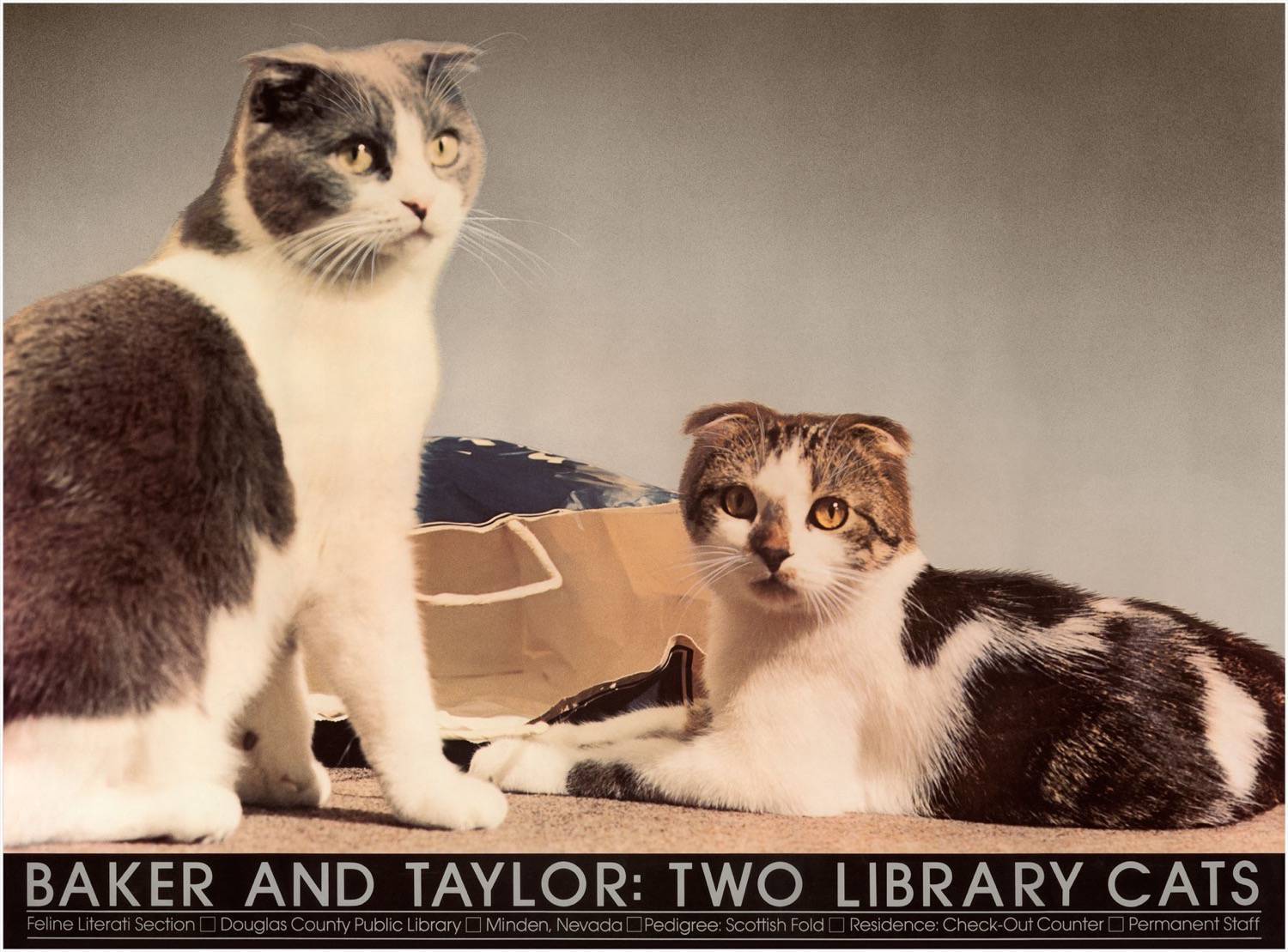 Giveaway: THE TRUE TAILS OF BAKER AND TAYLOR - Katzenworld