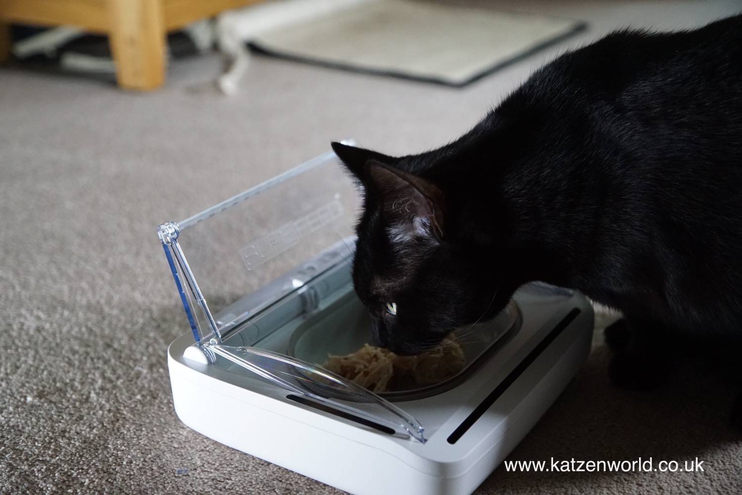 Oliver & Nubia: Bring it on! Food time with the SureFeed pet bowl ...