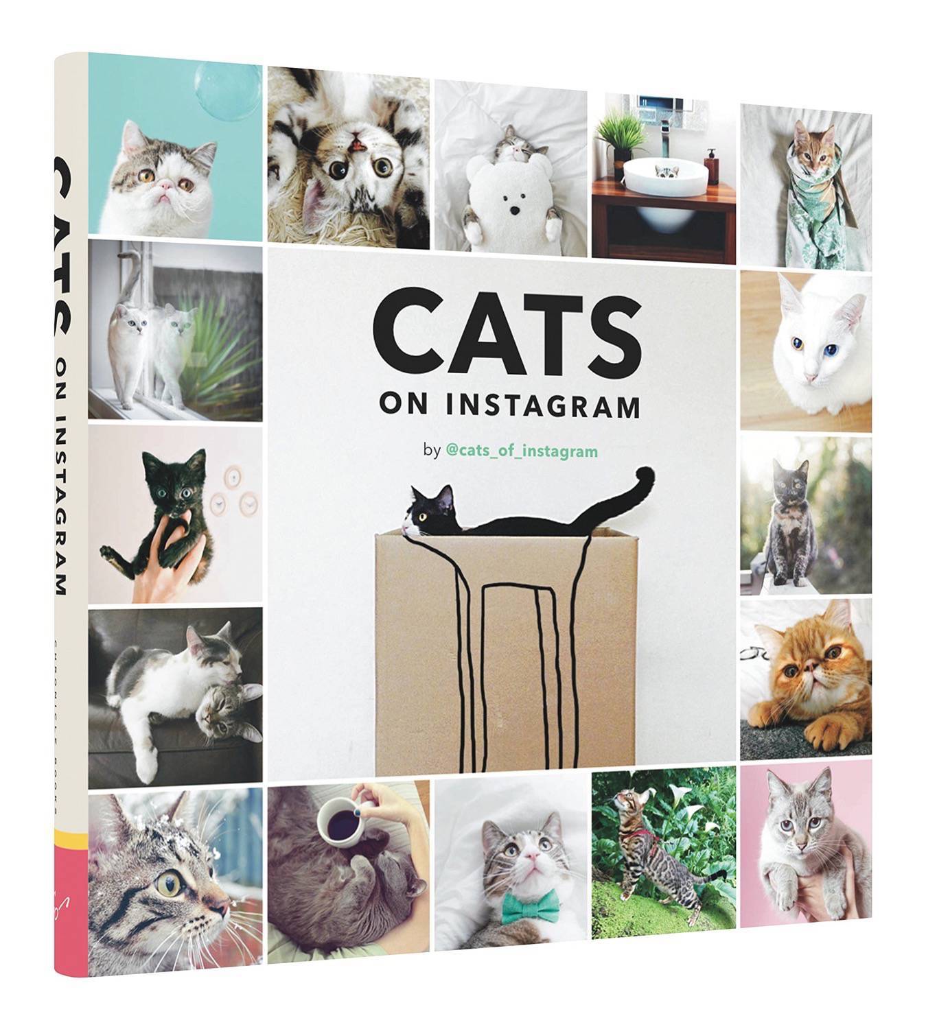 cats of instagram 2