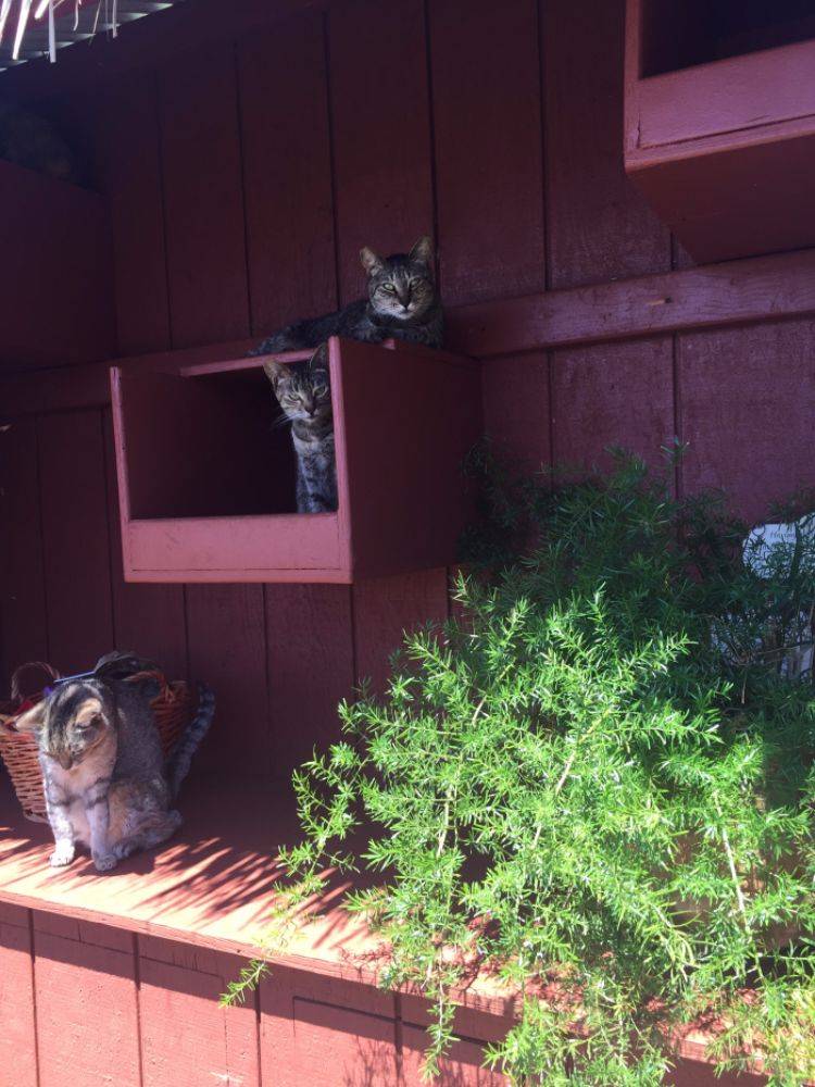 Guest Post: L?NA?I, HAWAI?I - The Cat Lover's Paradise - Katzenworld