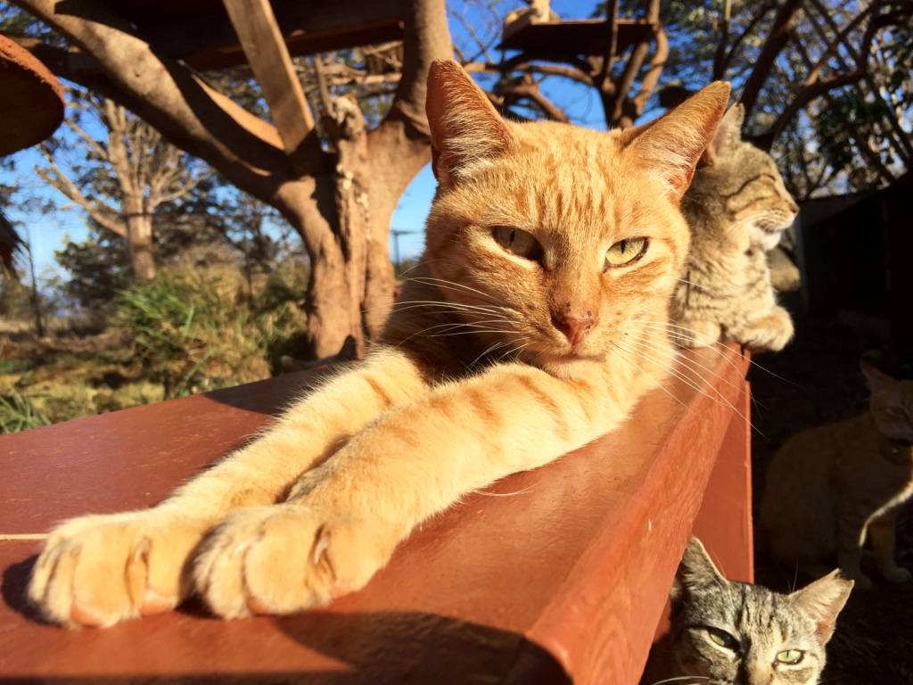 Guest Post: L?NA?I, HAWAI?I - The Cat Lover's Paradise - Katzenworld