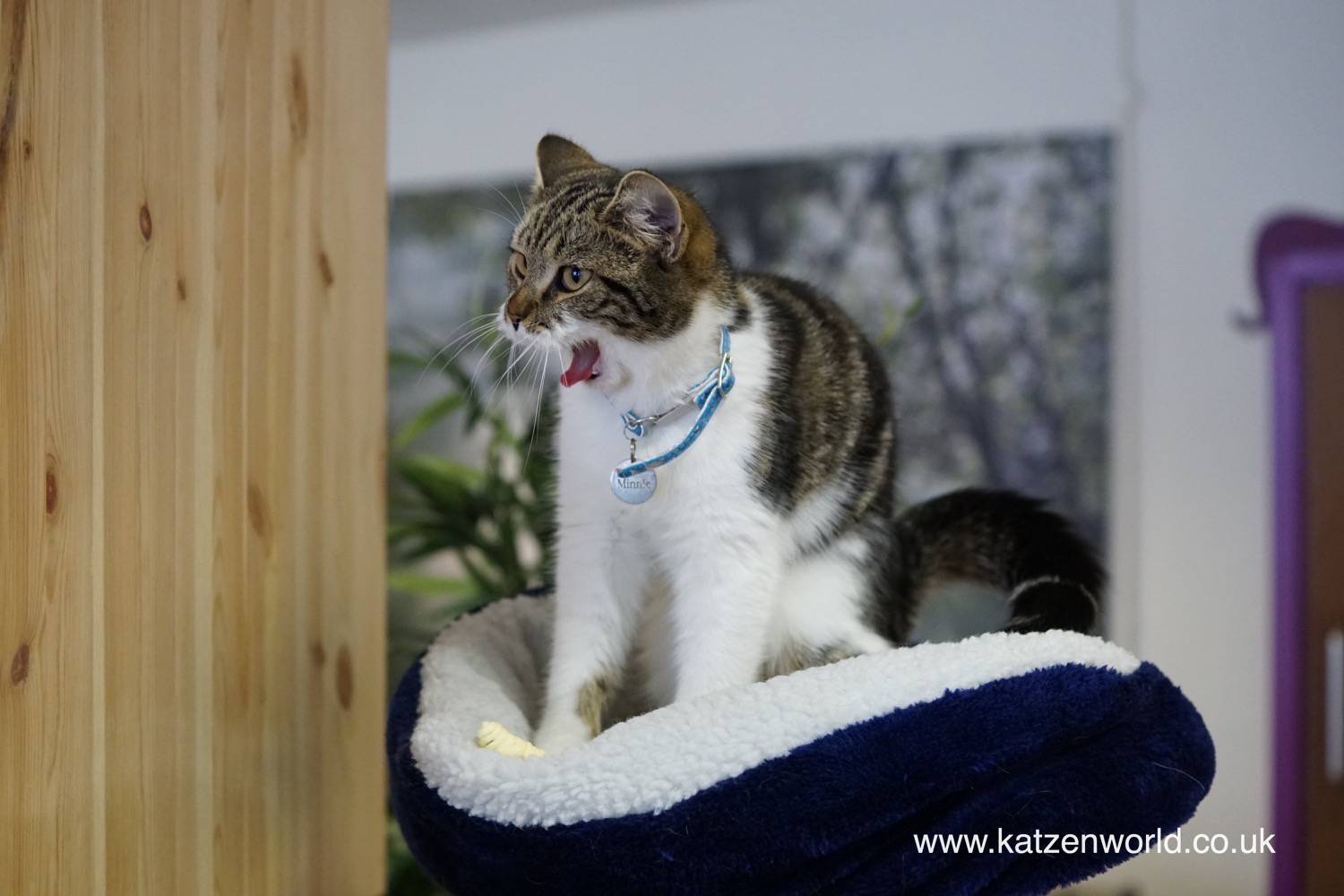 Our visit to Kitty  Caf  Nottingham  Part 1 Katzenworld