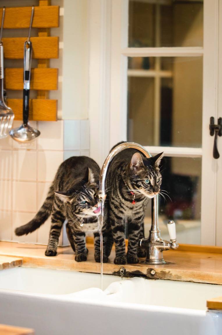 Sprite & Scamp, Photographed for Homesitters, Dulwich, 12th July 2016