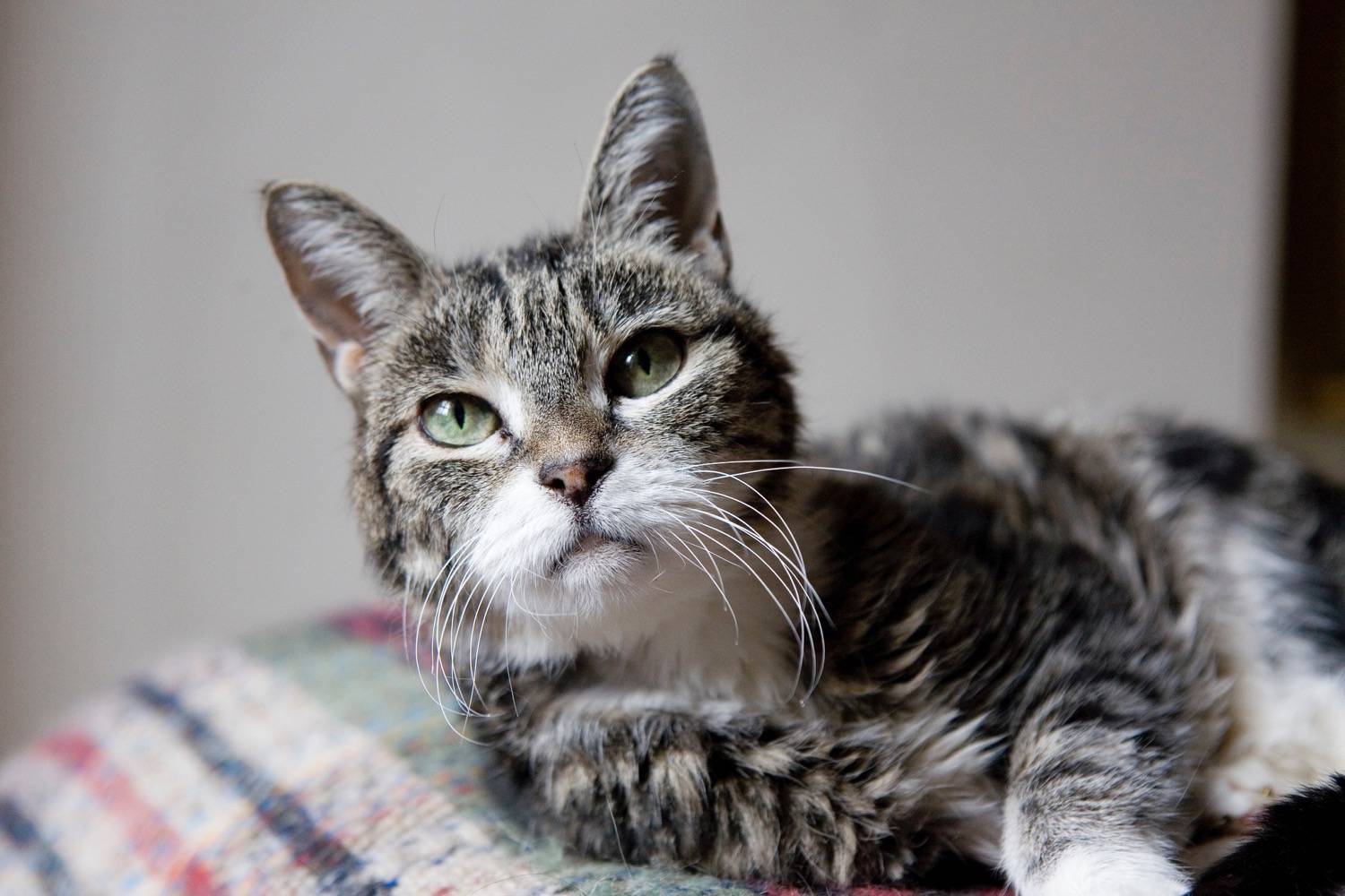 what-and-how-to-feed-older-cats-katzenworld