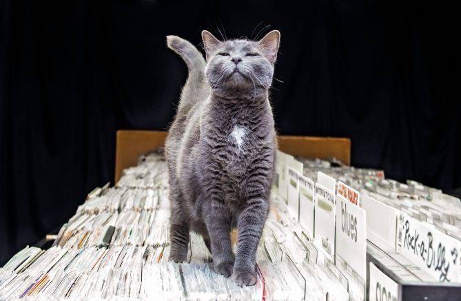 shop cats Andrew Marttila