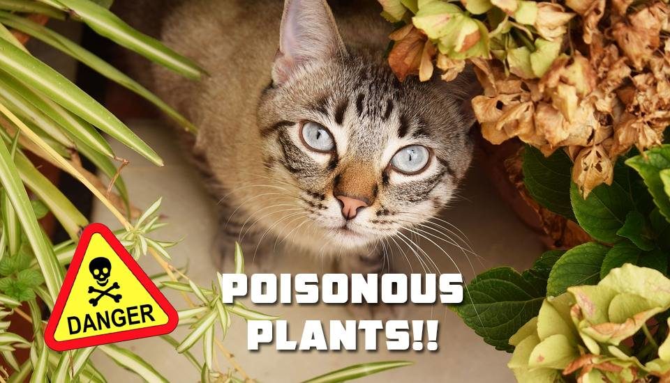 Which Common House And Garden Plants Are Poisonous For Your Cat ...