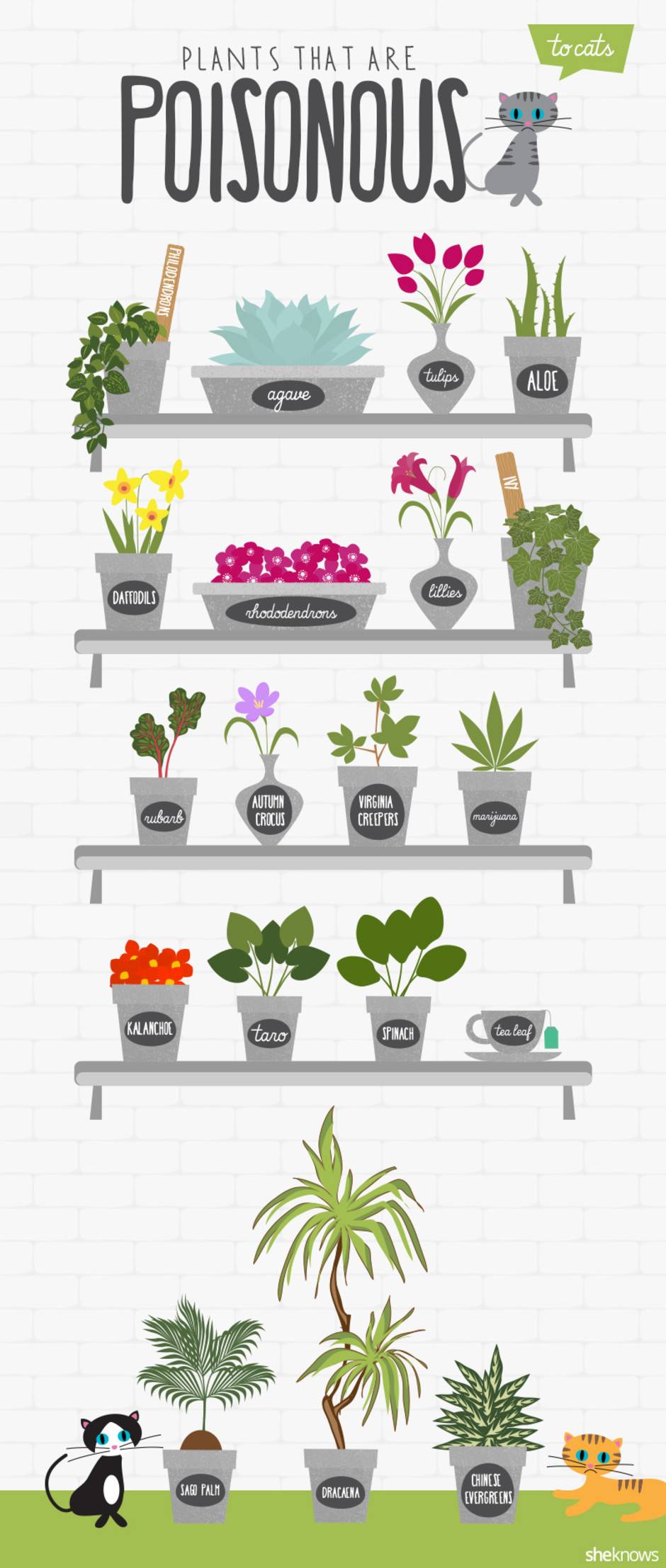 #Infographic: Plants That Are Poisonous To Cats - Katzenworld