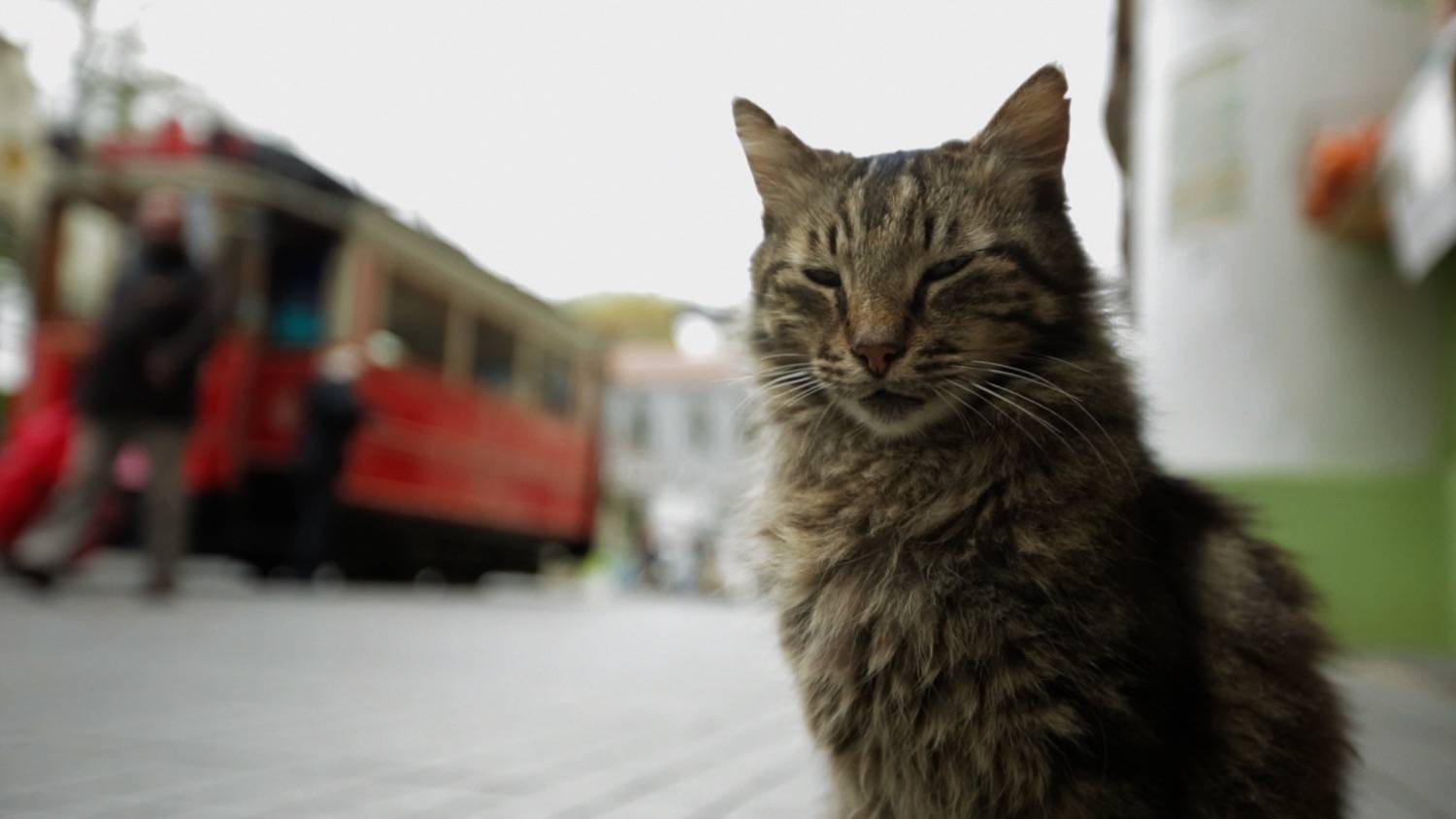 KEDi - A Magical And Remarkable Documentary Of The Street Cats Of ...