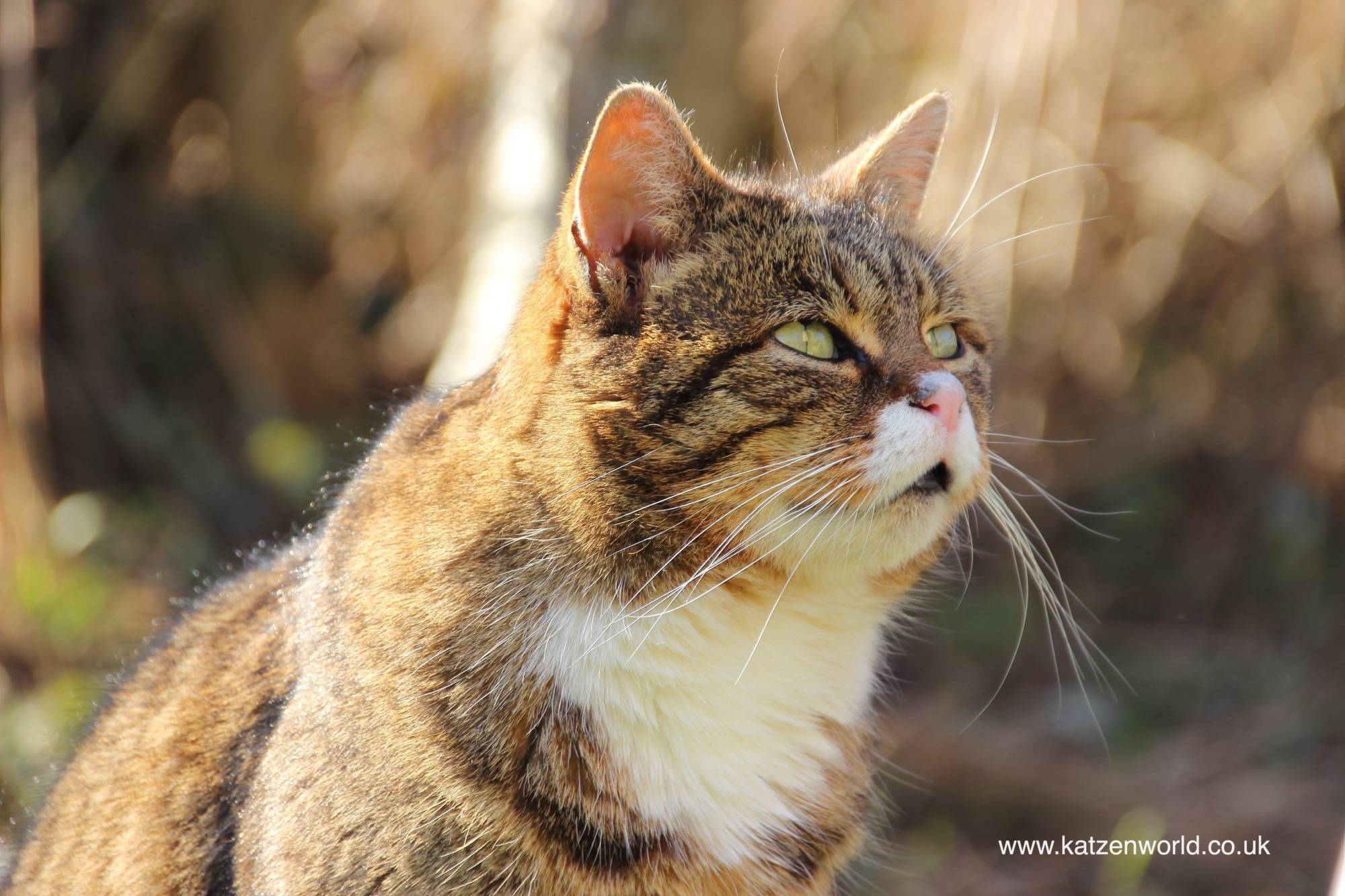 cool-for-cats-how-to-keep-your-cat-cool-in-summer-katzenworld