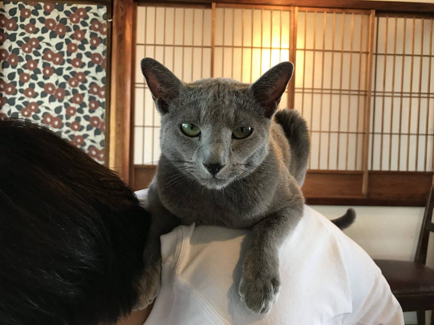 Review of Kyoto  s Best Cat  Cafes  Katzenworld