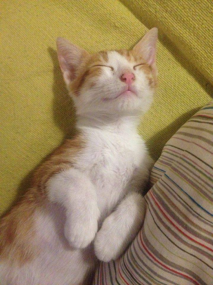 Felipos11