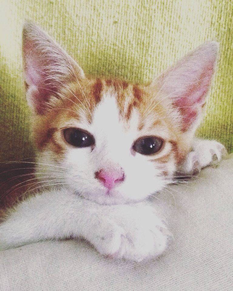 carkitten1