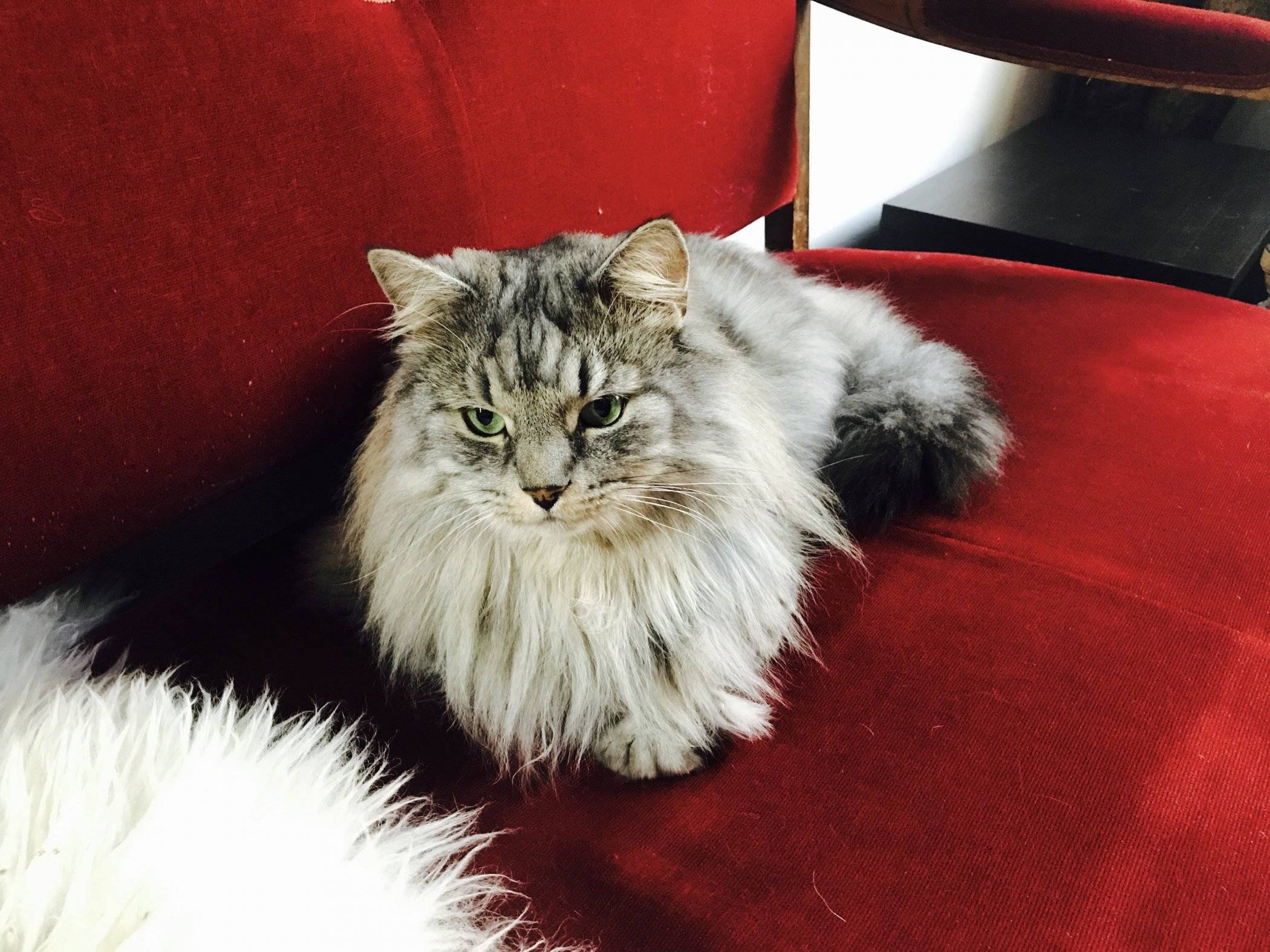 The Neighbor's Cat: 2017 Cat Cafe aCATemy Awards - Katzenworld