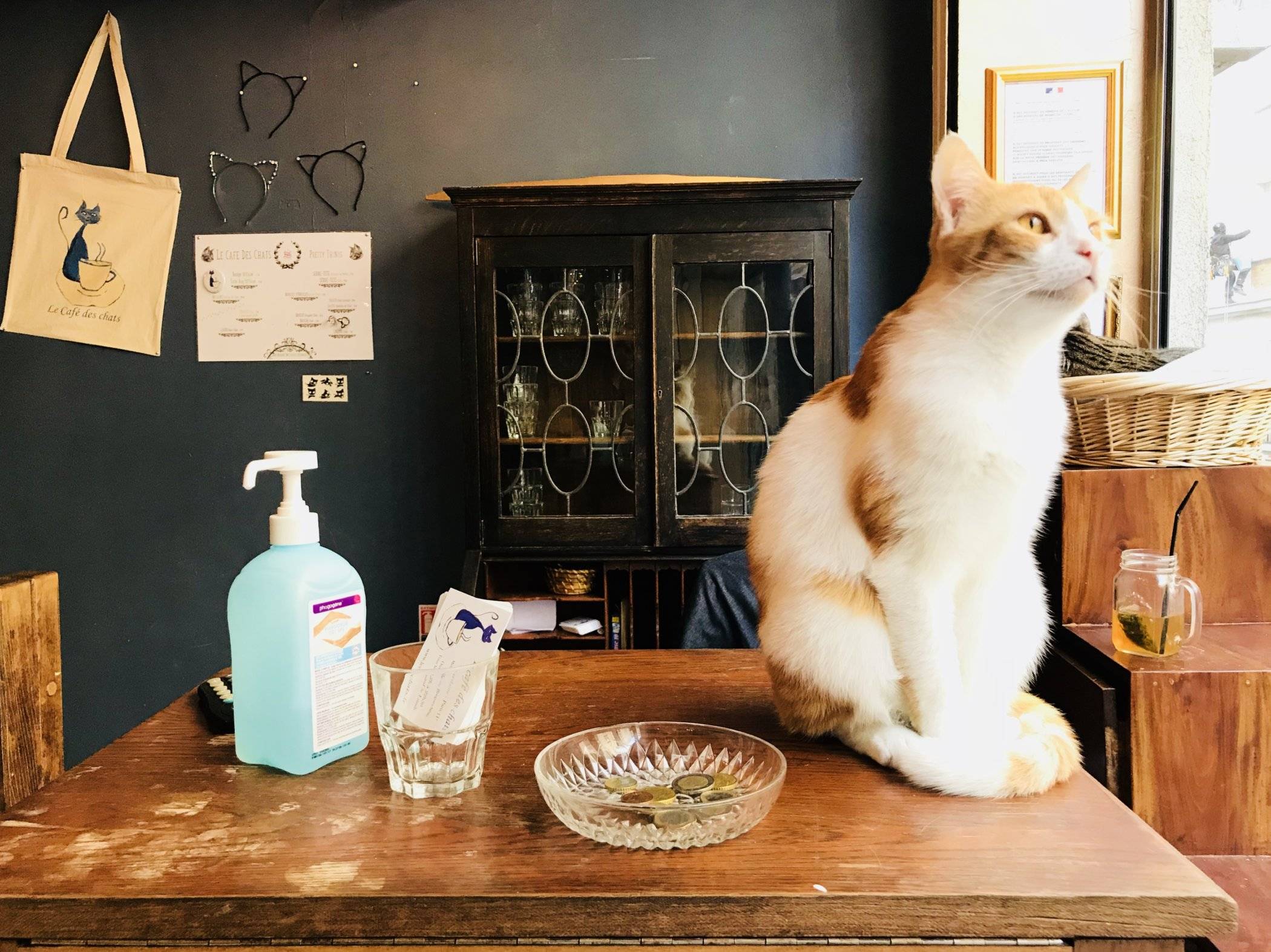 The Cat Cafes of France, Part III Katzenworld