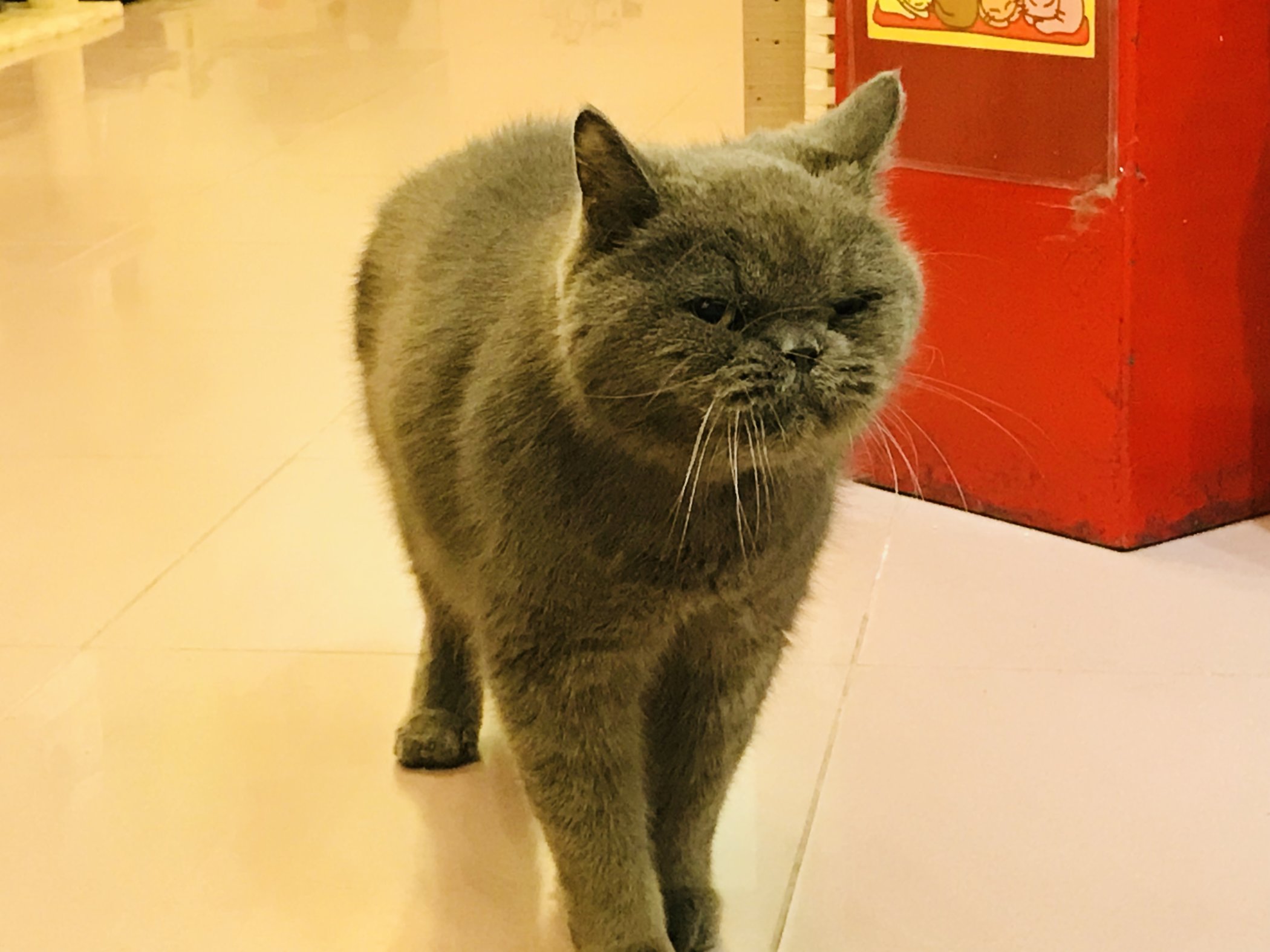 The Five Best Cat Cafes in Hong Kong - Katzenworld