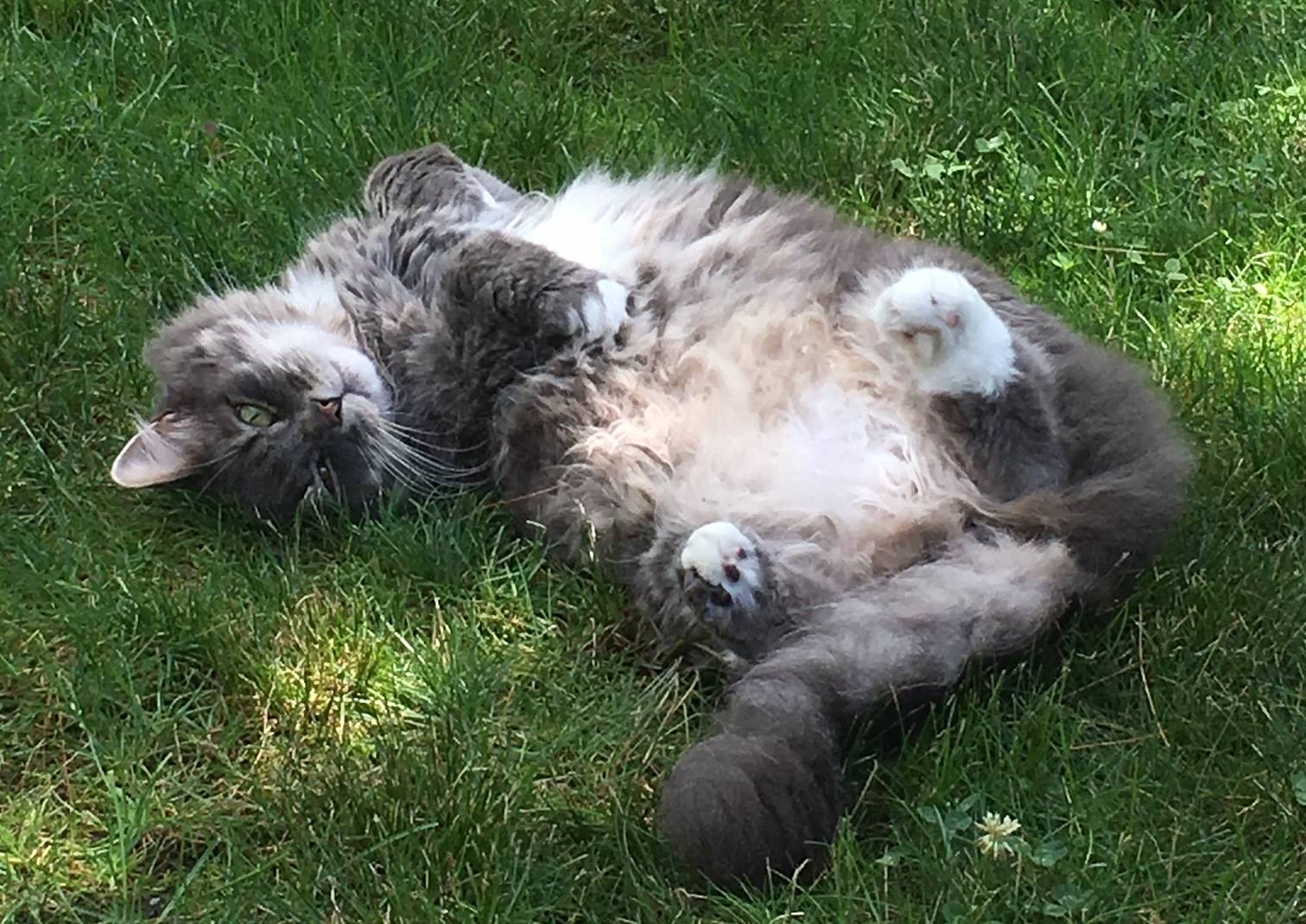 https://katzenworld.co.uk/wp-content/uploads/2019/04/tummy-rub-tuesday-feature-image.jpeg