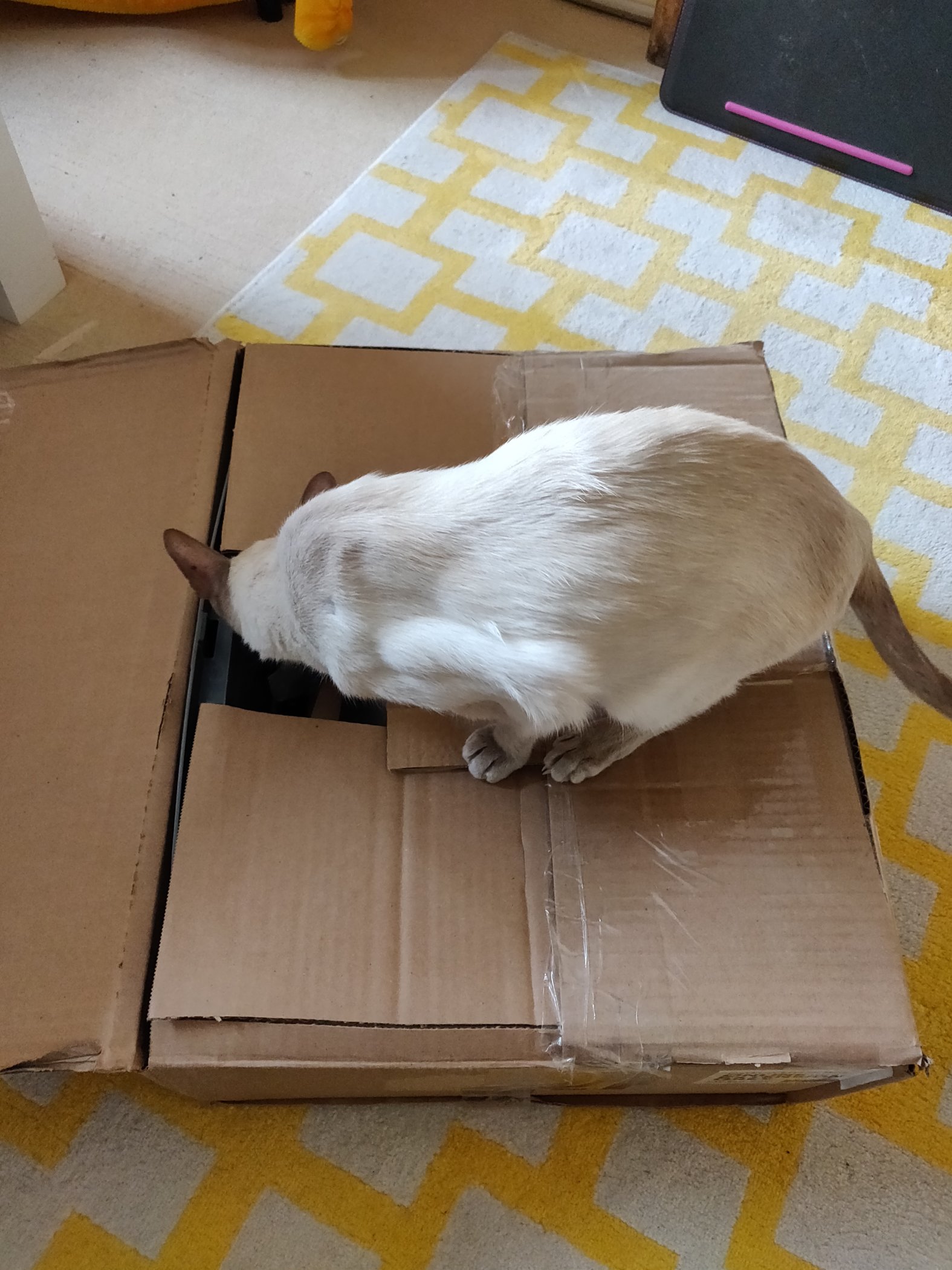 Review of the Cateco® OdourProof Litter Box Katzenworld