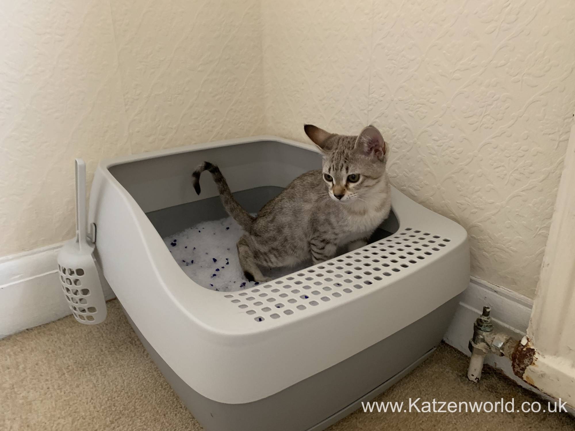 Ha'Penny: The Deluxe Crystal Litter Box System by PetSafe - Katzenworld