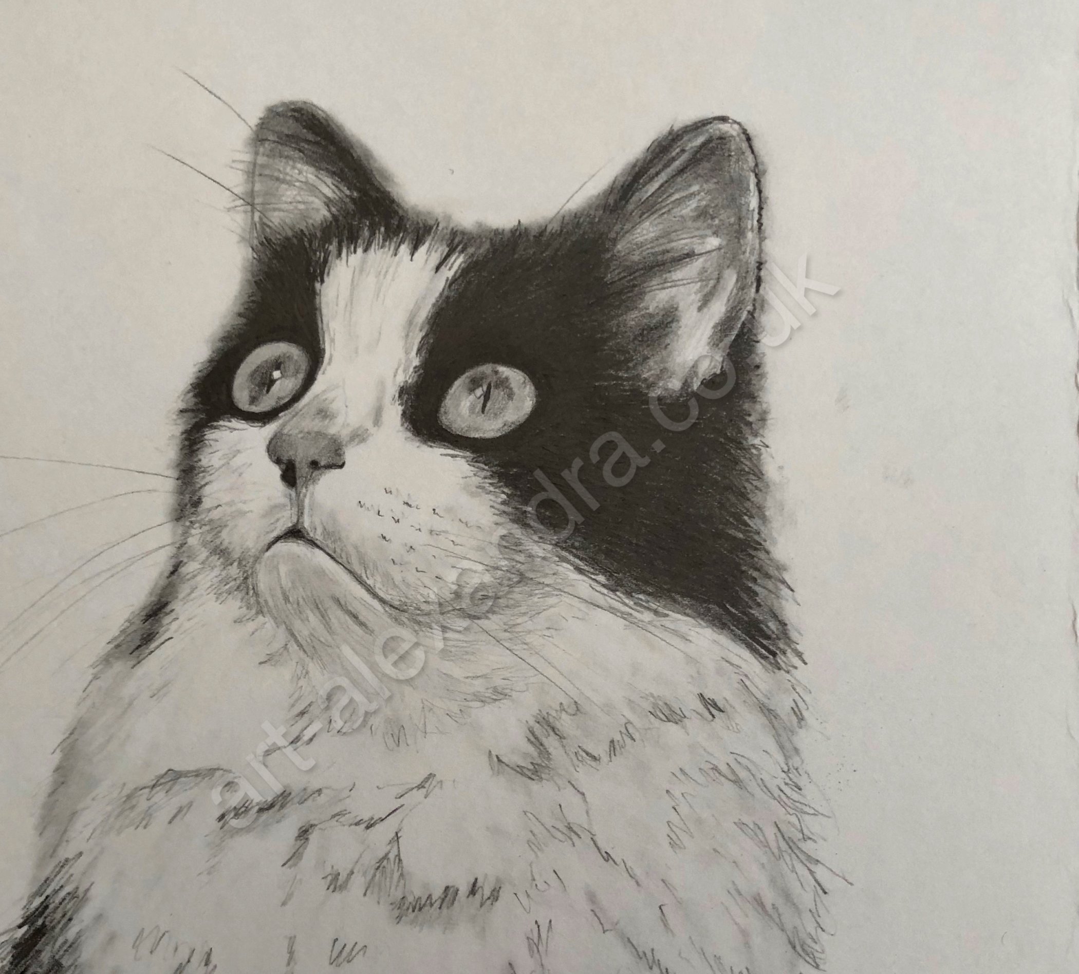 The Friday Art Cat: Alex Halliday Gwennie the Christmas Cat - Katzenworld