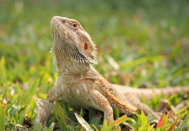 bearded dragon sunglasses