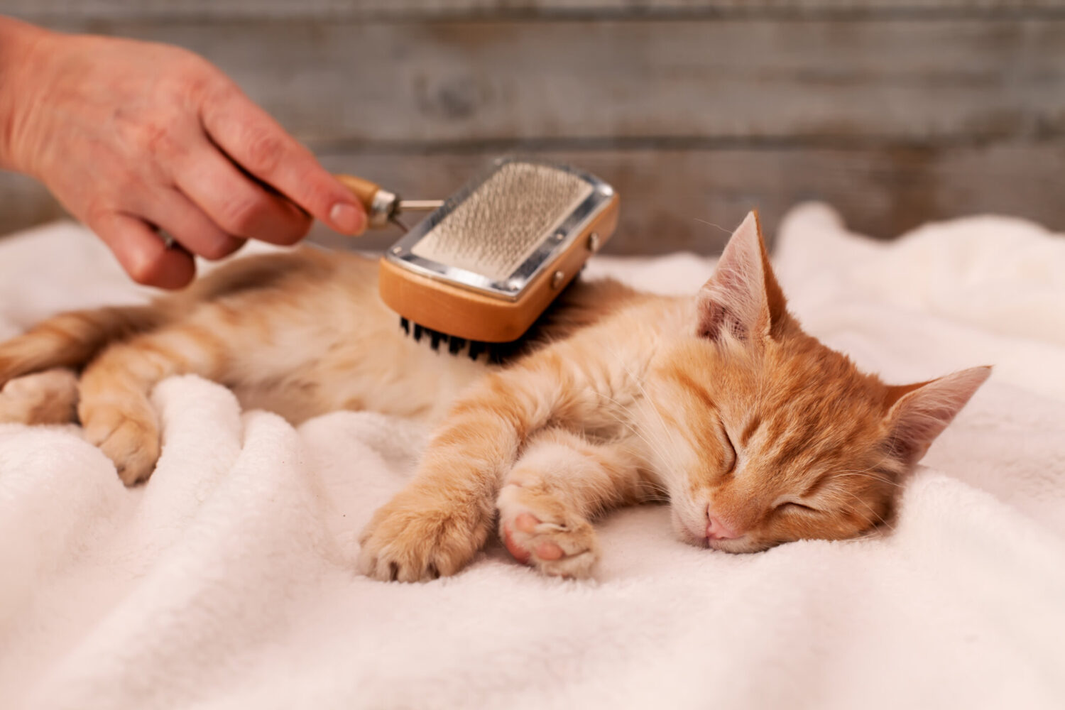 The Biggest Differences Between Dog Grooming And Cat Grooming - Katzenworld