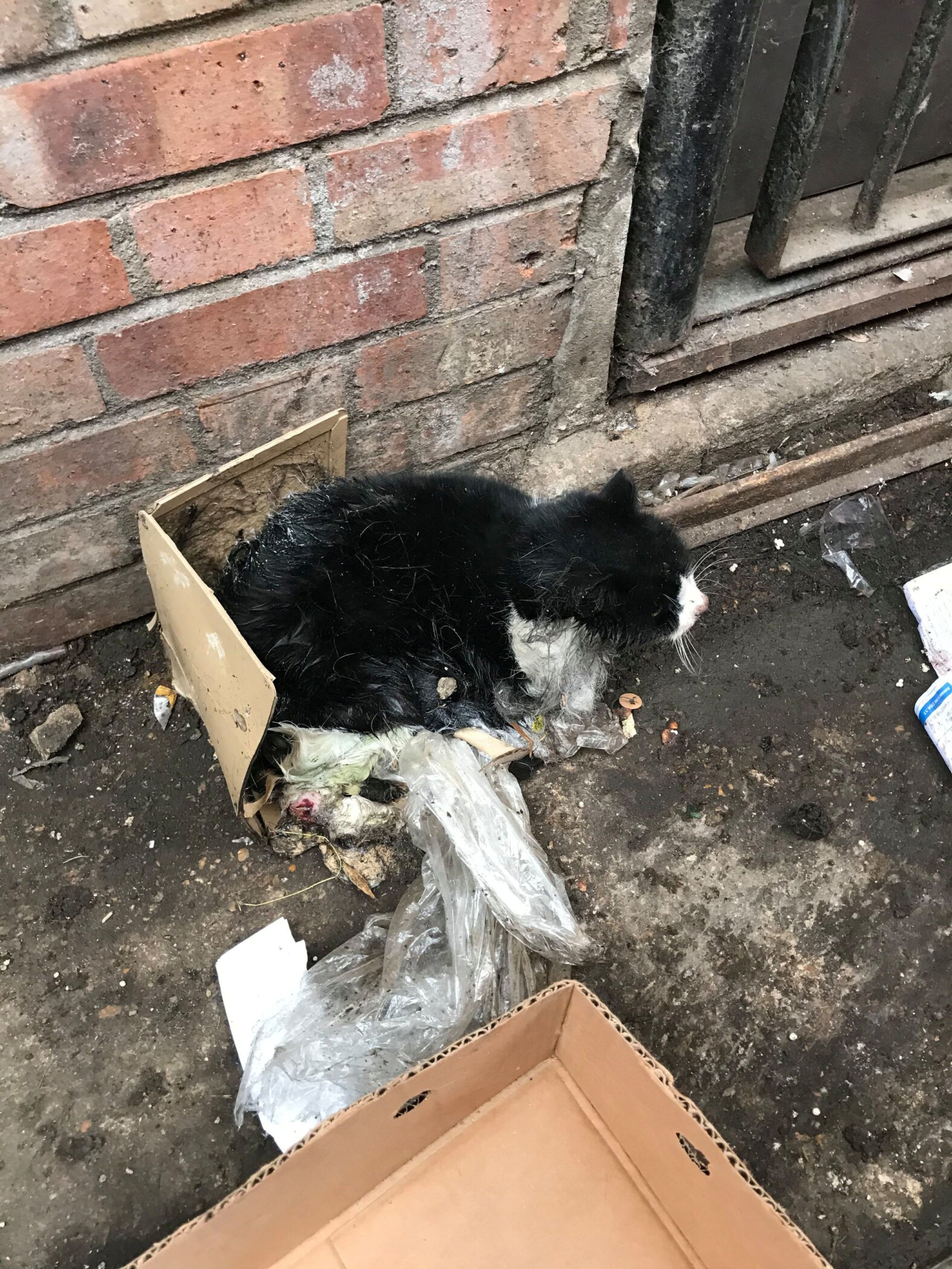 Miles was found stuck to four glue traps in an alleyway in north London and rescued by the RSPCA
