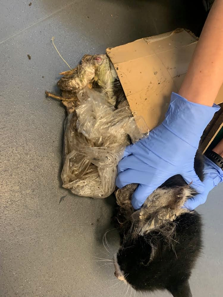 His hind legs were stuck together and parts of his fur were ripped out by the trap