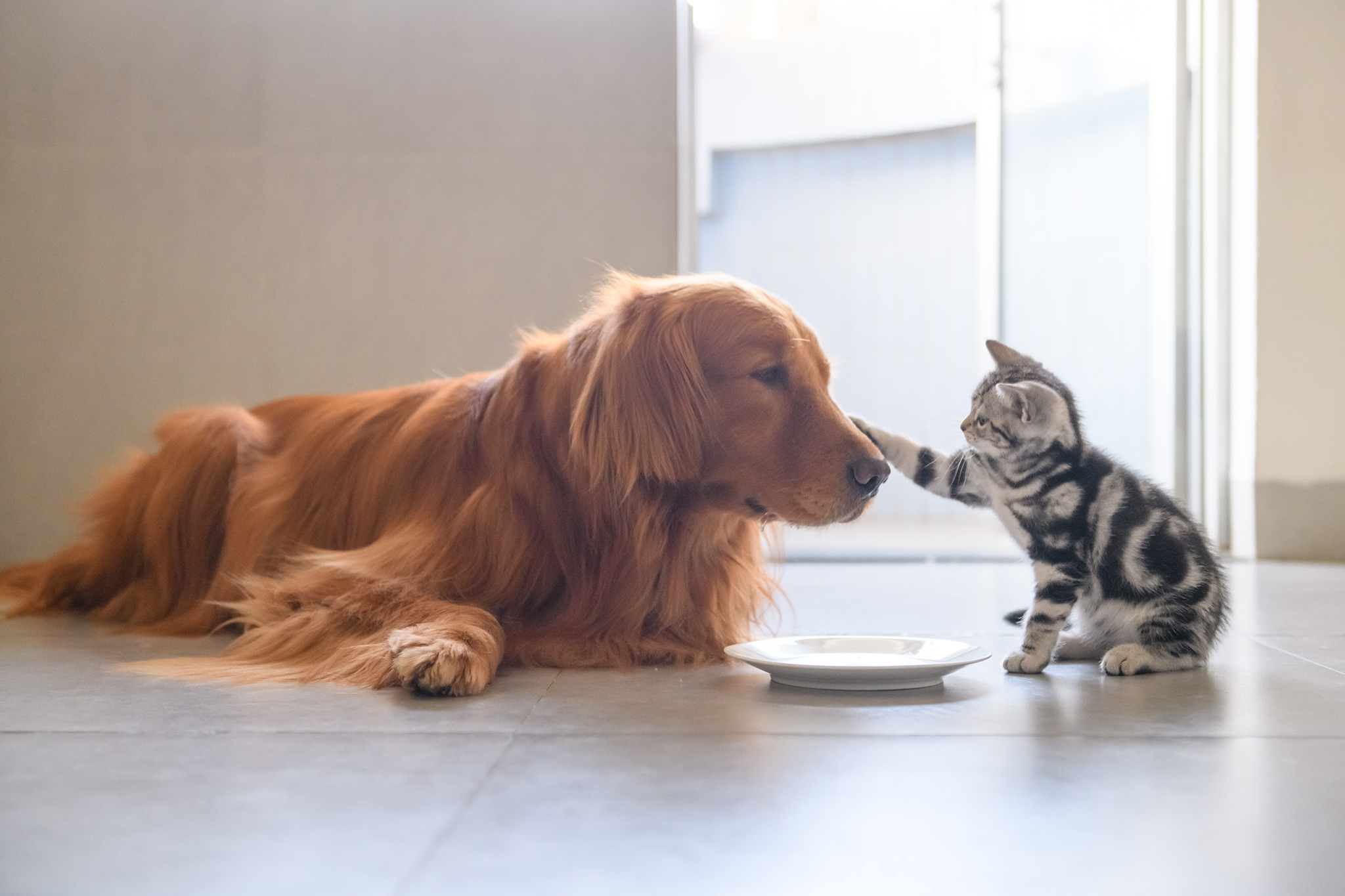 National Pet Month 2024: Celebrating the Bond with Practical Support ...