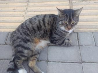 A cat lying on a brick surface Description automatically generated with low confidence