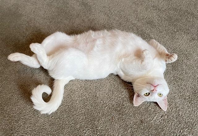 White Cat Belly Rug