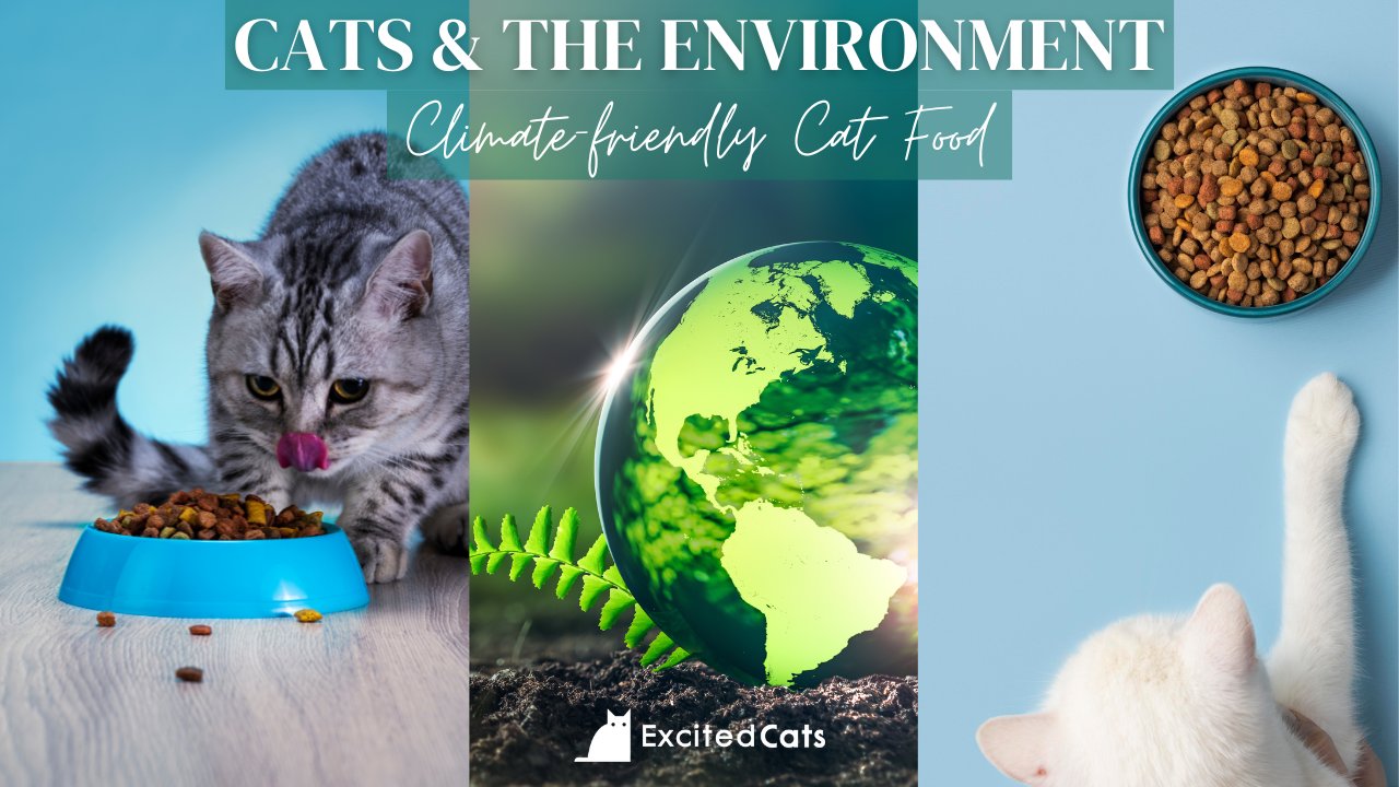 Cats and the Environment What s the Most Climate friendly Cat