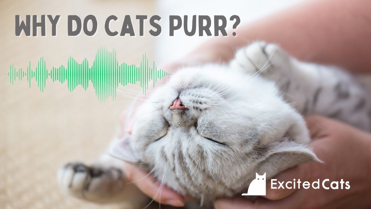 The Unexpected Causes Why Cats Purr: Manipulation, Therapeutic, and Extra