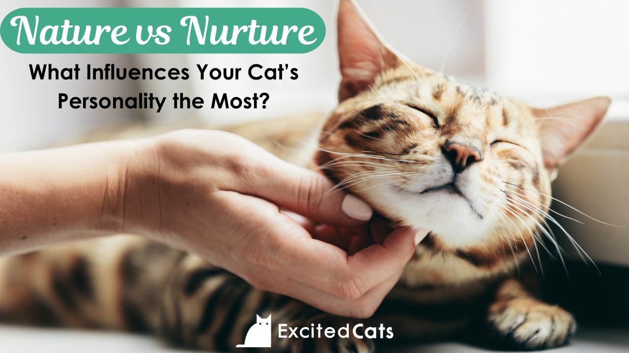 What Shapes a Cat's Personality Understanding the Determining Factors
