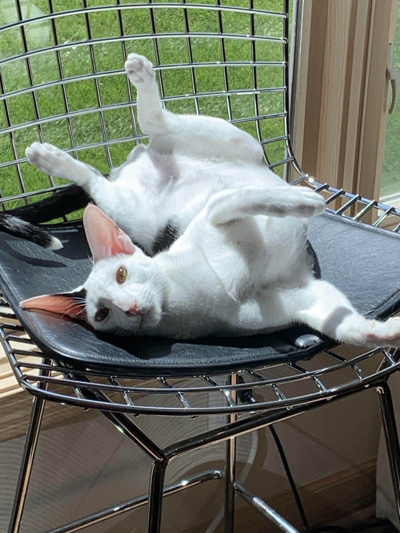 Tummy Rub Tuesday Week 452: That includes Lovely Cat Pictures and Tales