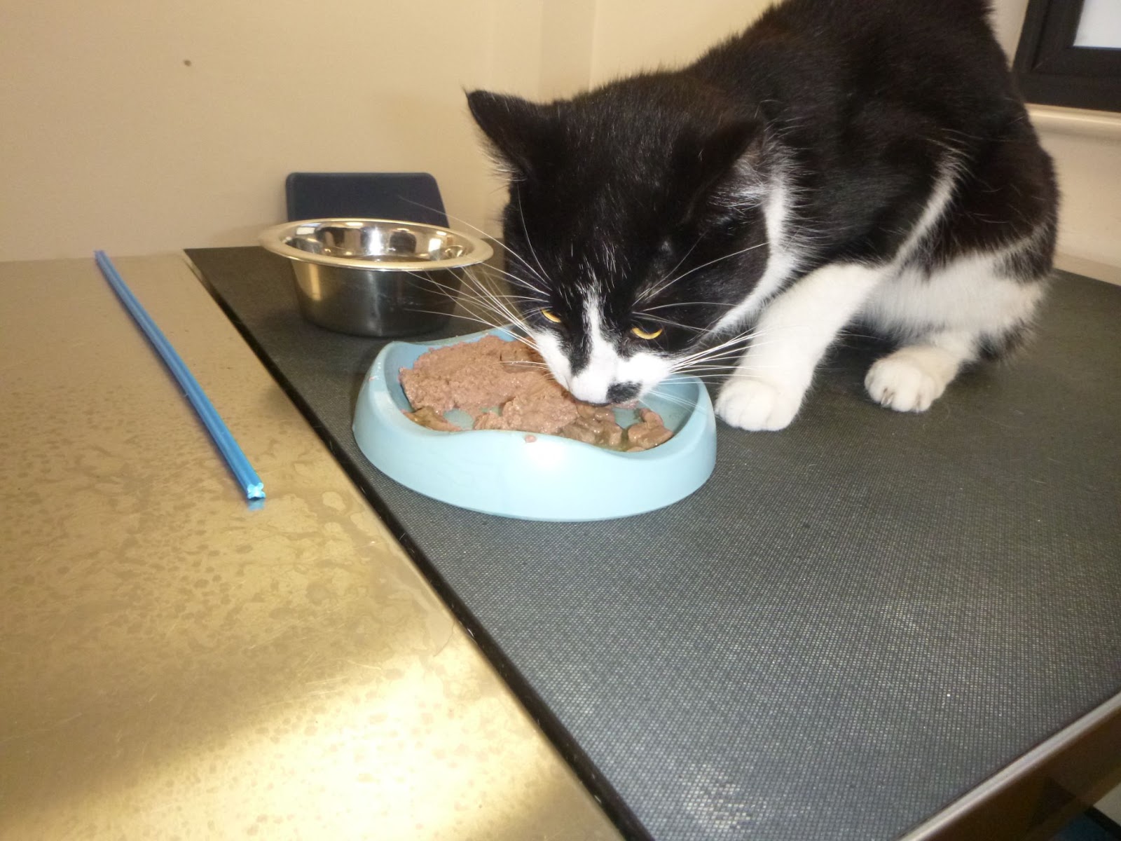 Ban for proprietor who left cats house alone with out meals and water Ban for proprietor who left cats house alone with out meals and water