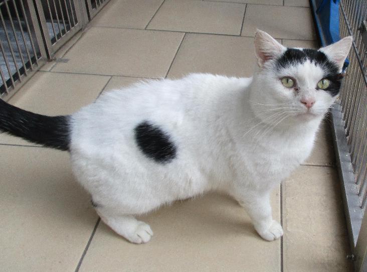 Meet Neil: A Rescued RSPCA Cat with a Distinctive Marking, Trying to find a Without end Dwelling Meet Neil: A Rescued RSPCA Cat with a Distinctive Marking, Trying to find a Without end Dwelling