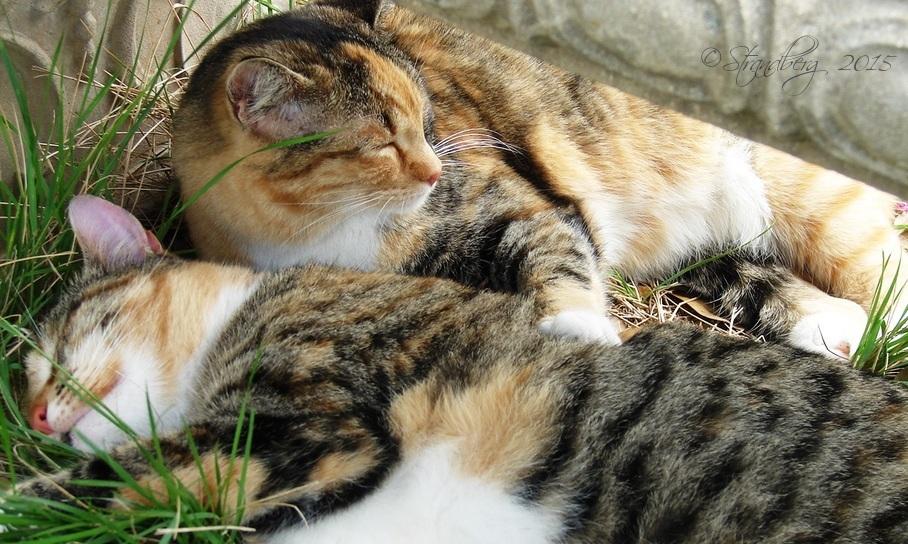 Tummy Rub Tuesday Submit Your Cat Photos For A Chance To Be Featured